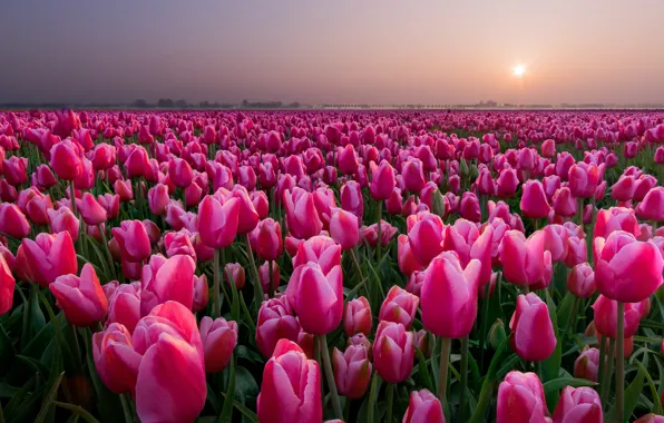 Field, sunset, tulips, Netherlands, buds, a lot