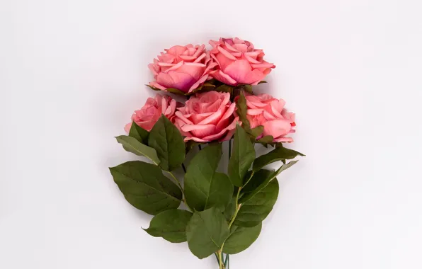 Roses, bouquet, pink, buds, pink, leaves, roses
