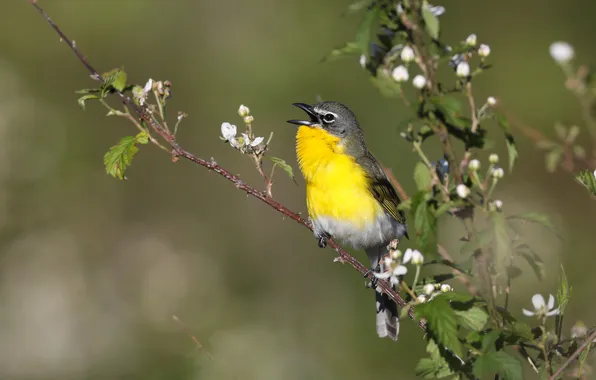 Flowers, branches, bird, spring, flowering, bokeh