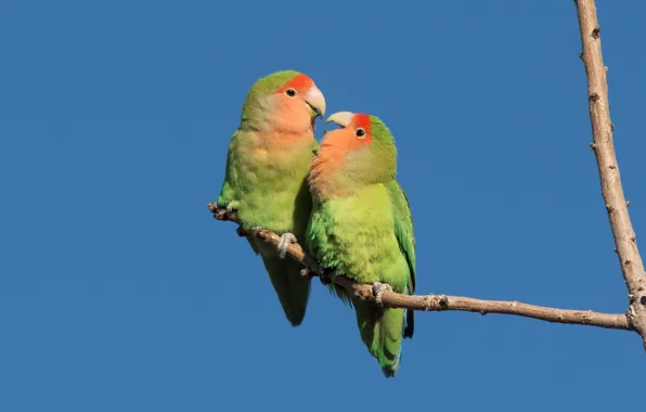 Birds, pair, parrots, rosy-cheeked lovebird