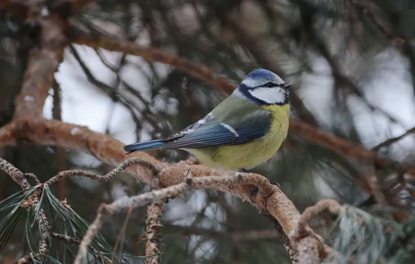 Winter, posing, tit, blue tit