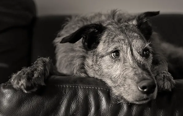 Look, each, dog