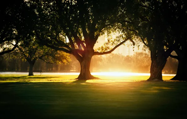 Light, trees, the city, Park, heat, shadow