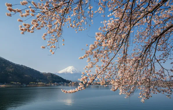 Lake, spring, Japan, Sakura, mount Fuji