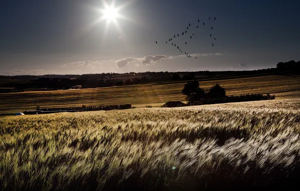 Field, the sky, landscape, bird