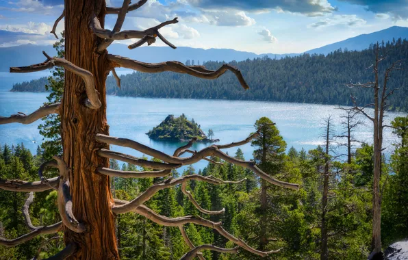 Forest, clouds, trees, mountains, branches, lake, tree, view