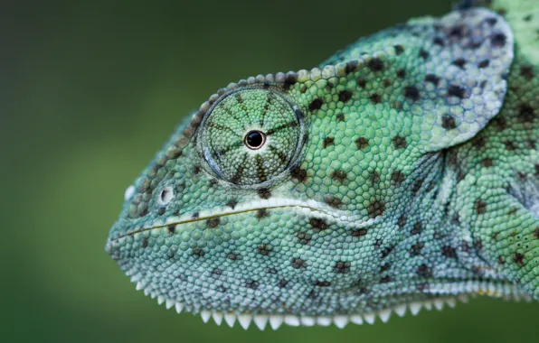 Look, face, close-up, green, chameleon, background, portrait, profile