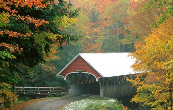 Picture autumn, forest, bridge, rain