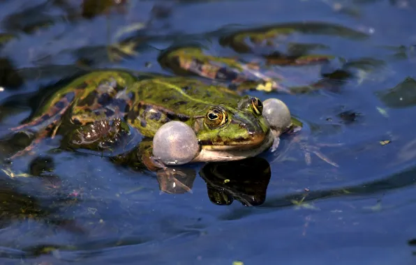 Picture water, macro, frog
