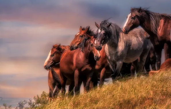 Picture horses, horse, the herd