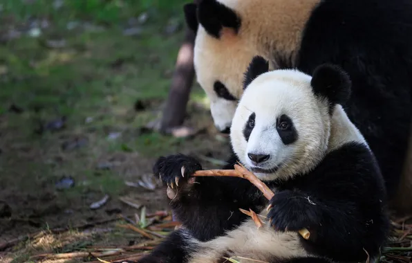 Look, nature, branch, bears, Panda, bear, face, bokeh