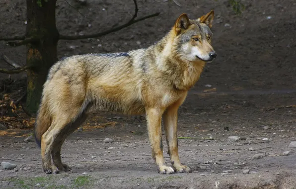 Picture nature, predator, animal, wolf, wildlife, portrait, portrait., Canis lupus. face