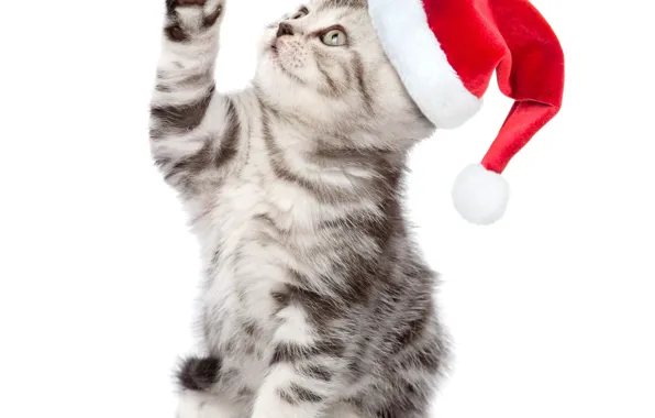 Picture sweetheart, hat, new year, kitty, Christmas, New Year, kittens