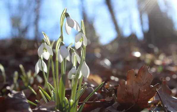 Picture forest, flower, the sun, macro, flowers, glare, spring, snowdrops