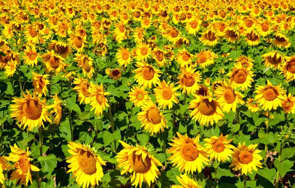 Picture flower, summer, the sun, sunflowers, flowers, nature