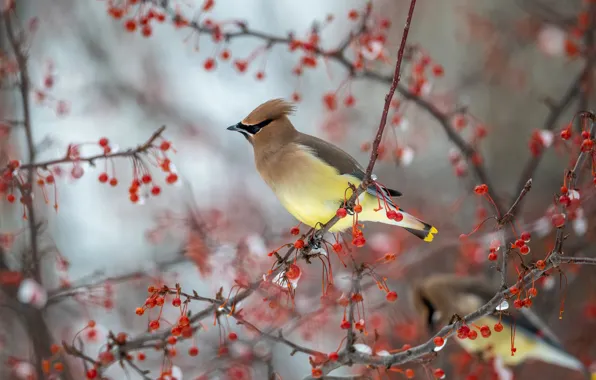 Picture winter, snow, trees, branches, red, berries, background, bird
