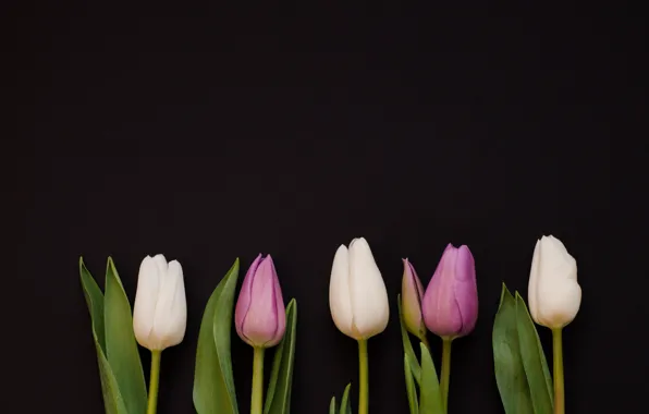 Picture flowers, purple, tulips, white, white, flowers, tulips, purple