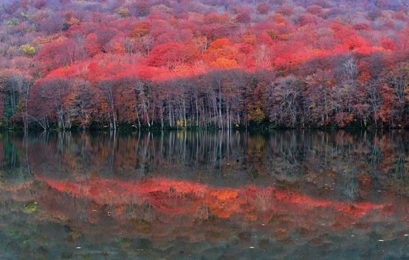 Picture autumn, forest, trees, lake, reflection, slope, the crimson