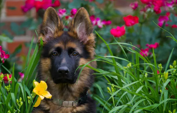 Picture dog, puppy, German shepherd