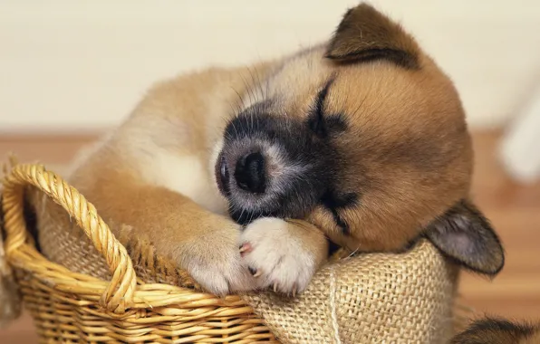 Basket, baby., Sleep