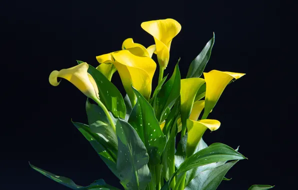 Wallpaper yellow, flowers, the dark background, light, bouquet, Calla lilies, leaves