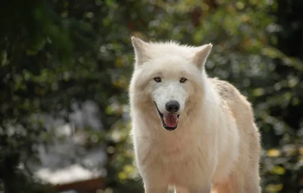 Forest, language, white, look, face, light, wolf, portrait