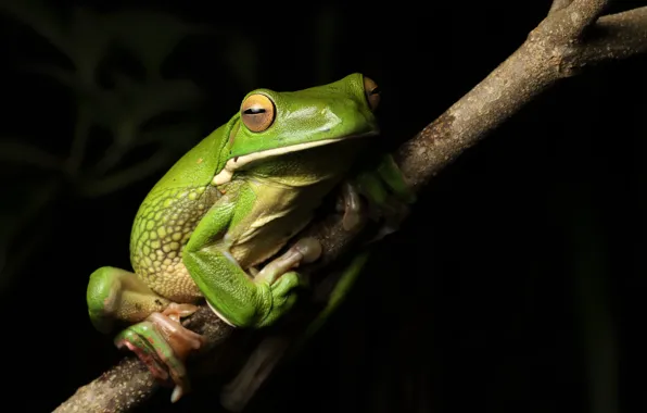 Picture nature, frog, White-lipped Tree frog