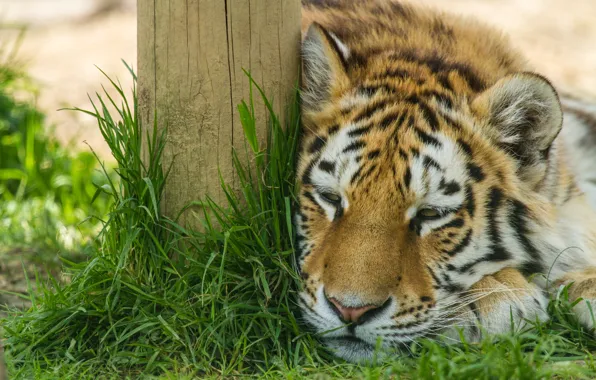Picture cat, grass, stay, the Amur tiger