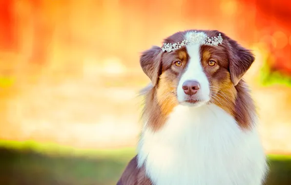 Picture look, portrait, dog, glamour, Diadema, Australian shepherd, Aussie