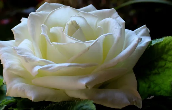 Flower, leaves, nature, petals, close, white rose