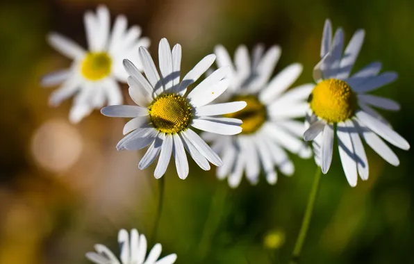 Summer, flowers, chamomile