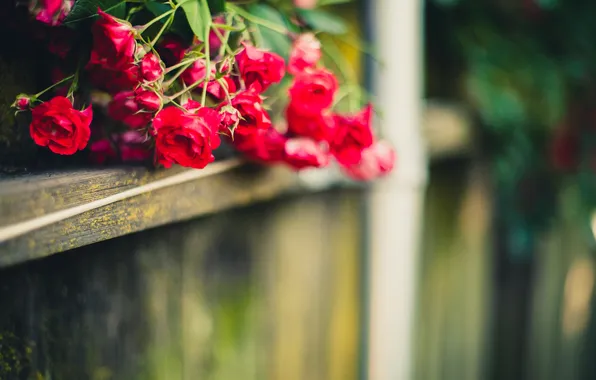 Flowers, roses, petals