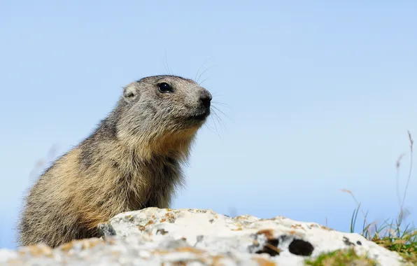 Picture look, stone, rodent, Alpine, Marmot