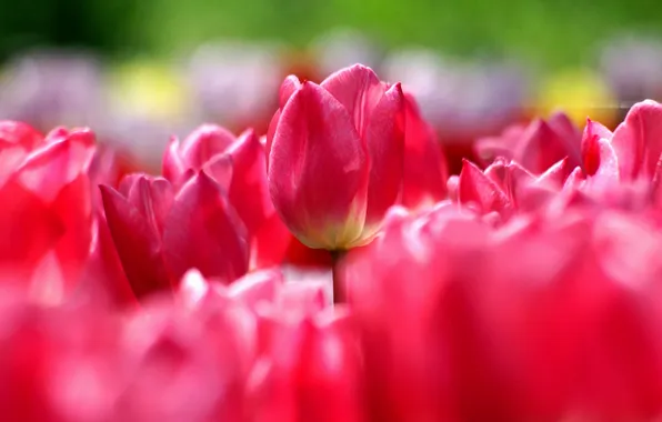 Picture spring, tulips, pink, a lot, gossamer