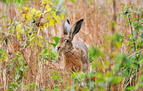 Picture field, summer, nature, hare