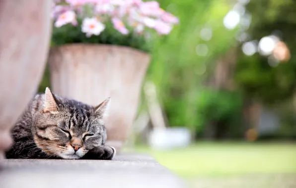 Picture cat, cat, face, flowers, paw, sleeping, pot