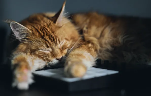 Cat, cat, sleep, red, sleeping, lies, equipment, Maine Coon