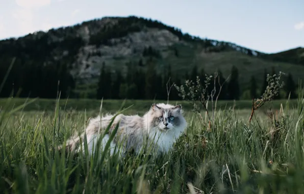 Grass, cat, look, nature, fluffy, muzzle, blue eyes