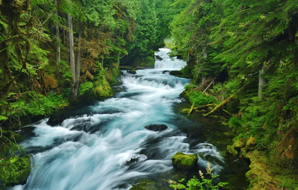 Picture forest, trees, nature, river, for