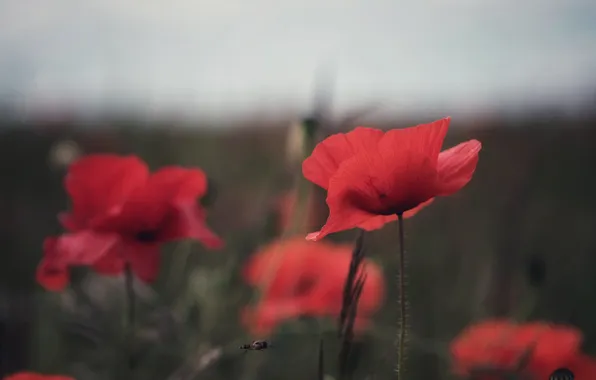 Flower, summer, the sky, flowers, bee, Mac, Maki, red