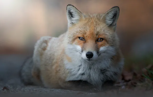 Picture portrait, lies, red, background, face, leaves, bokeh, Fox