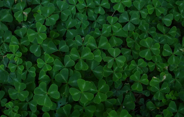 Leaves, clover, green background