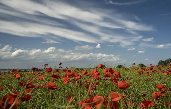 Field, summer, the sky, clouds, flowers, blue, Maki, space