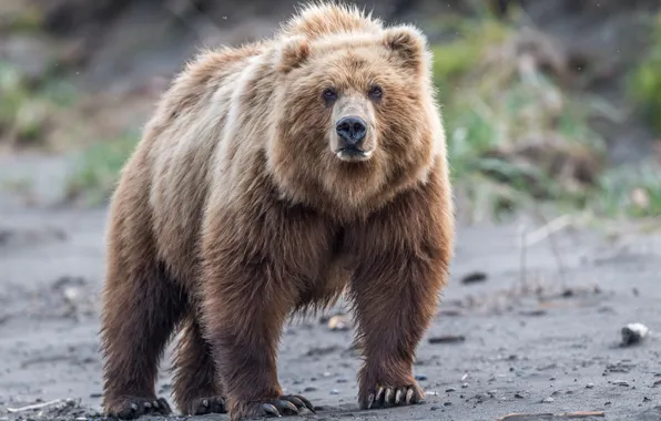 Picture look, bear, wildlife