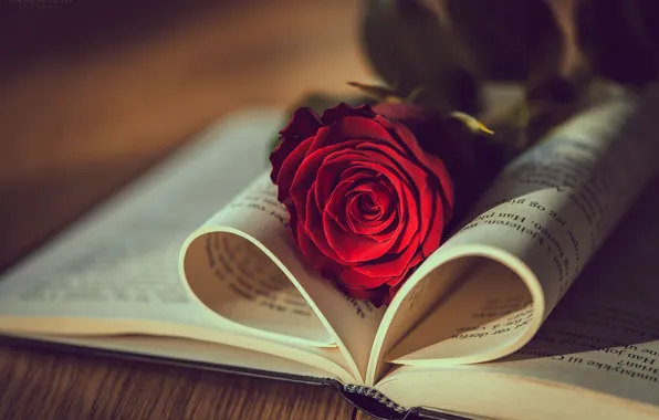 Picture roses, light, Natasha Busel, book, bokeh