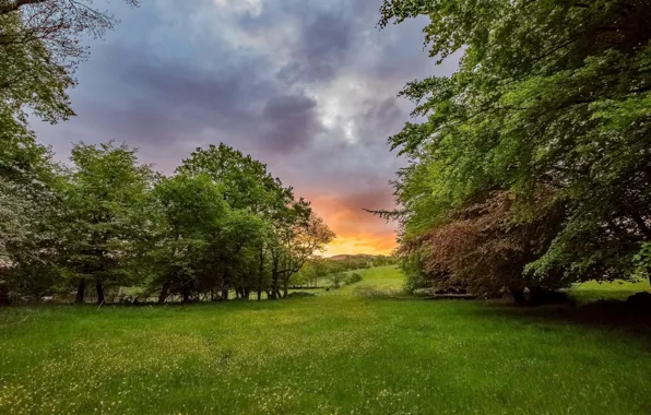 Picture trees, nature, morning
