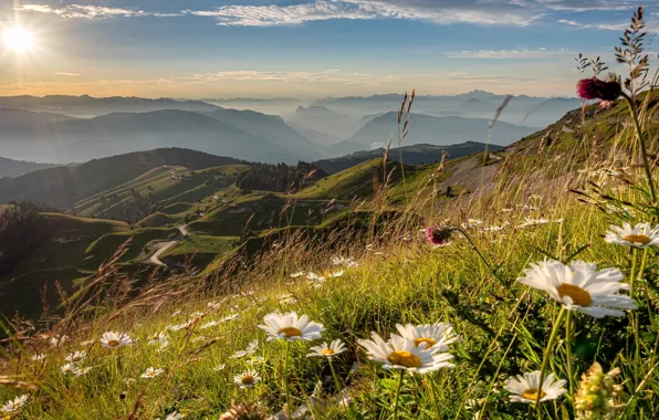 Picture grass, the sun, flowers, mountains, view, height, chamomile, slope