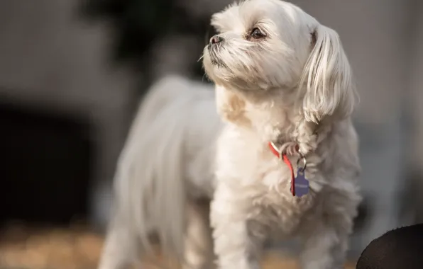Each, dog, wool