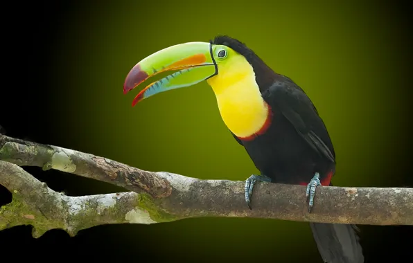 Bird, branch, beak, Toucan