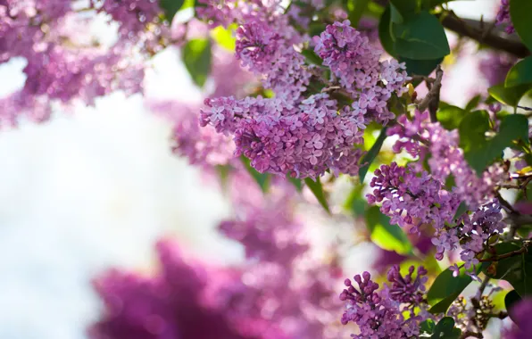 Picture the sky, flowers, Bush, spring, lilac